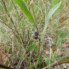 Platybrachys sp. (genus) (A gum hopper) at Mongarlowe River - 30 Jan 2022 by arjay