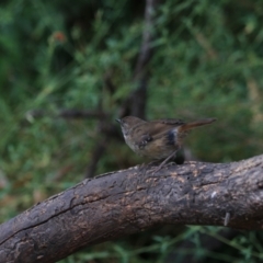 Sericornis frontalis at Goulburn, NSW - 27 Jan 2023