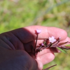 Epilobium ciliatum (A Willow Herb) at Cotter River, ACT - 7 Jan 2023 by Tapirlord