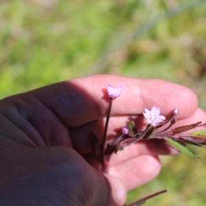 Epilobium ciliatum at Cotter River, ACT - 8 Jan 2023