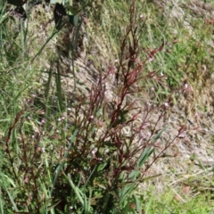 Epilobium ciliatum at Cotter River, ACT - 8 Jan 2023