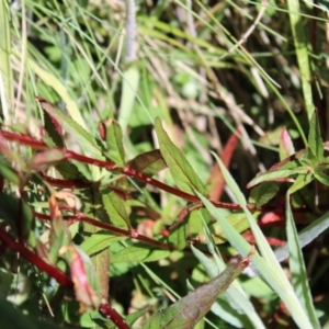 Epilobium ciliatum at Cotter River, ACT - 8 Jan 2023