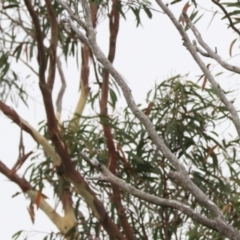 Coracina novaehollandiae (Black-faced Cuckooshrike) at Goulburn, NSW - 26 Jan 2023 by Rixon