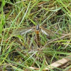 Ischnotoma (Ischnotoma) rubriventris (A crane fly) at Charleys Forest, NSW - 3 Oct 2022 by arjay