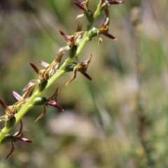 Prasophyllum tadgellianum (Tadgell's leek orchid) at Cotter River, ACT - 7 Jan 2023 by Tapirlord