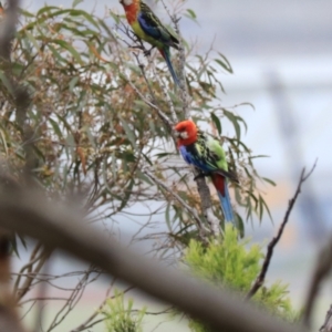 Platycercus eximius at Goulburn, NSW - 27 Jan 2023