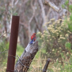 Platycercus elegans at Goulburn, NSW - 27 Jan 2023 10:26 AM