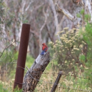 Platycercus elegans at Goulburn, NSW - 27 Jan 2023 10:26 AM