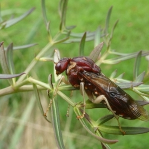 Pergagrapta castanea at Charleys Forest, NSW - 28 Mar 2022