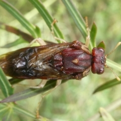 Pergagrapta castanea at Charleys Forest, NSW - 28 Mar 2022