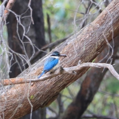 Todiramphus sanctus (Sacred Kingfisher) at Governers Hill Recreation Reserve - 26 Jan 2023 by Rixon