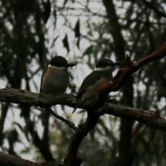 Todiramphus sanctus at Goulburn, NSW - 27 Jan 2023