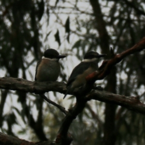 Todiramphus sanctus at Goulburn, NSW - 27 Jan 2023 10:41 AM