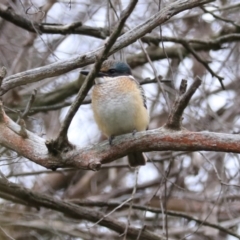 Todiramphus sanctus at Goulburn, NSW - 27 Jan 2023