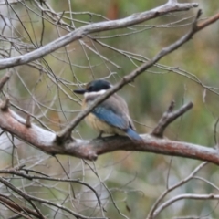 Todiramphus sanctus at Goulburn, NSW - 27 Jan 2023