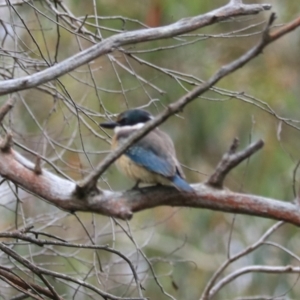 Todiramphus sanctus at Goulburn, NSW - 27 Jan 2023