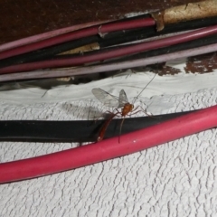 Ichneumonidae (family) (Unidentified ichneumon wasp) at Mongarlowe River - 4 May 2022 by arjay