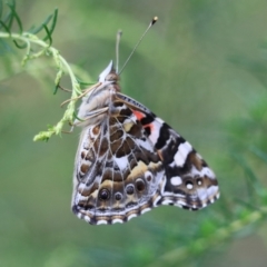 Vanessa kershawi (Australian Painted Lady) at Governers Hill Recreation Reserve - 26 Jan 2023 by Rixon