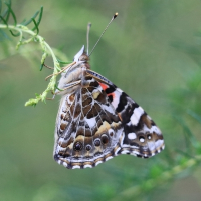Vanessa kershawi (Australian Painted Lady) at Governers Hill Recreation Reserve - 26 Jan 2023 by Rixon