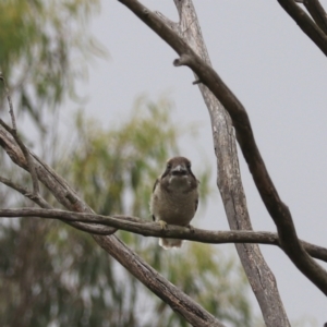 Dacelo novaeguineae at Goulburn, NSW - 27 Jan 2023 11:25 AM