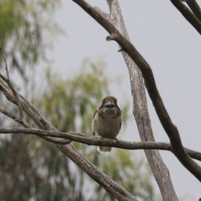 Dacelo novaeguineae (Laughing Kookaburra) at Goulburn, NSW - 27 Jan 2023 by Rixon