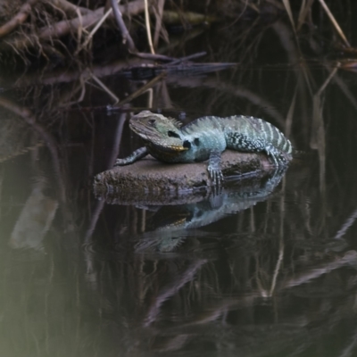 Intellagama lesueurii (Australian Water Dragon) at Umbagong District Park - 28 Jan 2023 by Trevor