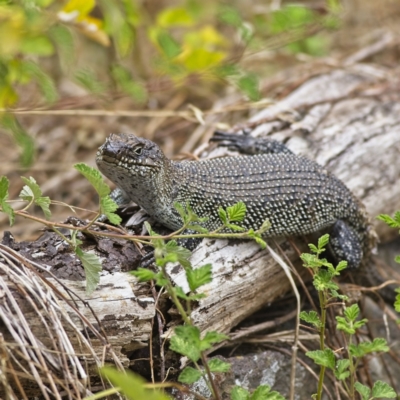 Egernia cunninghami (Cunningham's Skink) at Umbagong District Park - 29 Jan 2023 by Trevor