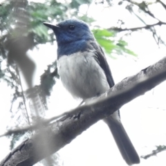 Myiagra rubecula (Leaden Flycatcher) at Tidbinbilla Nature Reserve - 29 Jan 2023 by JohnBundock