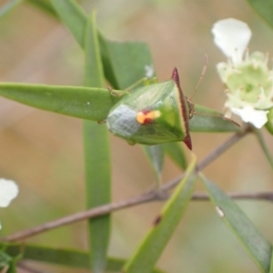 Cuspicona thoracica at Murrumbateman, NSW - 26 Jan 2023