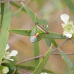 Cuspicona thoracica at Murrumbateman, NSW - 26 Jan 2023 04:34 PM