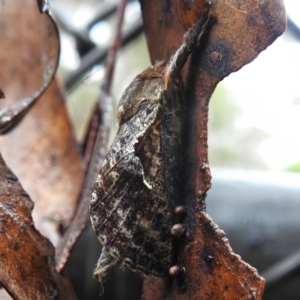 Elhamma australasiae at Paddys River, ACT - 29 Jan 2023