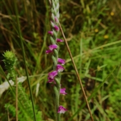 Spiranthes australis (Austral Ladies Tresses) at Paddys River, ACT - 29 Jan 2023 by JohnBundock