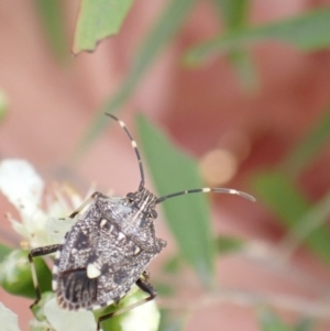 Oncocoris geniculatus at Murrumbateman, NSW - 26 Jan 2023