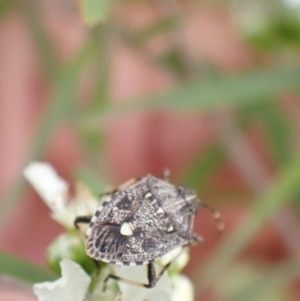 Oncocoris geniculatus at Murrumbateman, NSW - 26 Jan 2023