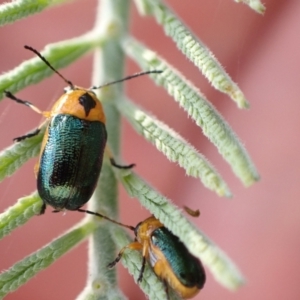 Aporocera (Aporocera) consors at Murrumbateman, NSW - 24 Jan 2023