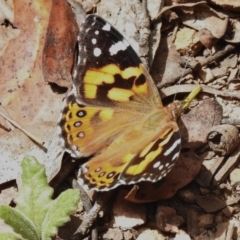 Vanessa kershawi (Australian Painted Lady) at Cotter River, ACT - 21 Jan 2023 by JohnBundock