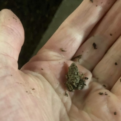 Crinia parinsignifera (Plains Froglet) at Lyons, ACT - 27 Jan 2023 by John.Butcher