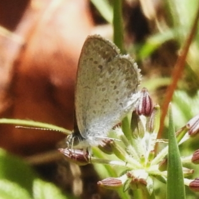 Zizina otis (Common Grass-Blue) at Cotter River, ACT - 21 Jan 2023 by JohnBundock