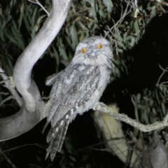 Podargus strigoides (Tawny Frogmouth) at Numeralla, NSW - 28 Jan 2023 by Steve_Bok