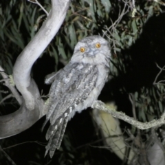 Podargus strigoides (Tawny Frogmouth) at Kybeyan State Conservation Area - 28 Jan 2023 by SteveBorkowskis