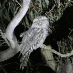 Podargus strigoides (Tawny Frogmouth) at Kybeyan State Conservation Area - 28 Jan 2023 by Steve_Bok