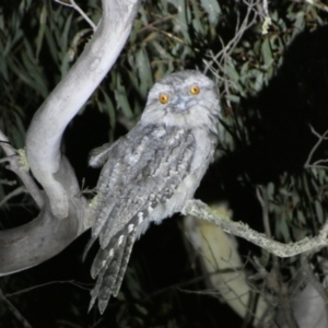 Podargus strigoides at Numeralla, NSW - 28 Jan 2023 10:25 PM