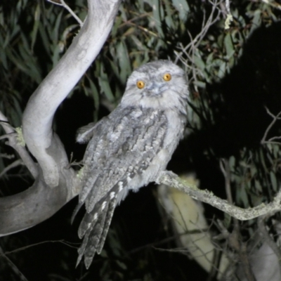 Podargus strigoides (Tawny Frogmouth) at Numeralla, NSW - 28 Jan 2023 by Steve_Bok