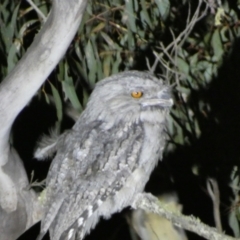 Podargus strigoides at Numeralla, NSW - 28 Jan 2023 10:25 PM