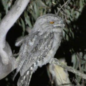 Podargus strigoides at Numeralla, NSW - 28 Jan 2023 10:25 PM