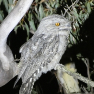 Podargus strigoides at Numeralla, NSW - 28 Jan 2023 10:25 PM