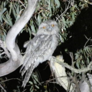 Podargus strigoides at Numeralla, NSW - 28 Jan 2023 10:25 PM