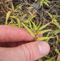 Persicaria prostrata (Creeping Knotweed) at Kowen, ACT - 27 Jan 2023 by WalterEgo