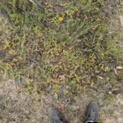 Persicaria prostrata at Kowen, ACT - 27 Jan 2023