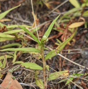 Persicaria prostrata at Kowen, ACT - 27 Jan 2023